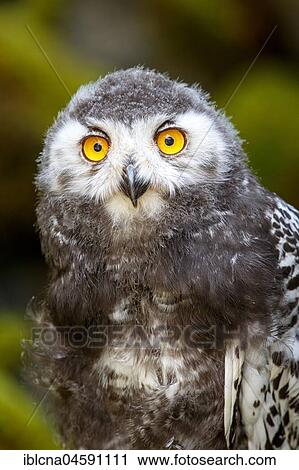 Stock Image - Juvenile Snowy owl (Bubo scandiacus), Portrait, Germany, Europe. Fotosearch