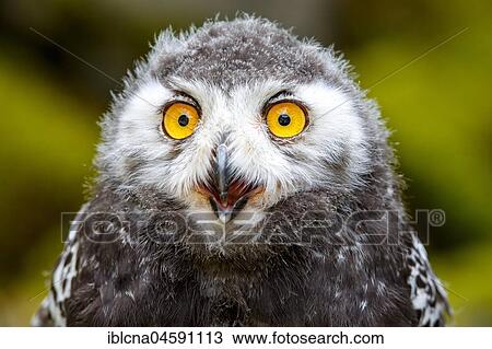 Stock Image - Juvenile Snowy owl (Bubo scandiacus), Portrait, Germany, Europe. Fotosearch