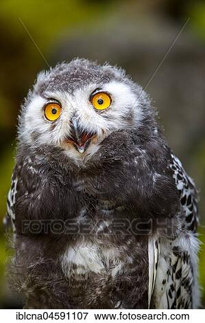 Stock Photo - Juvenile Snowy owl (Bubo scandiacus), Germany, Europe. Fotosearch