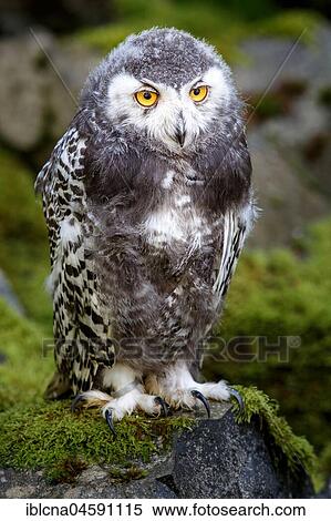 Stock Photography - Juvenile Snowy owl (Bubo scandiacus), Germany, Europe. Fotosearch