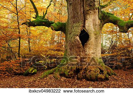 Kamineiche in autumn, hollow Oak (Quercus) covered with moss, Sababurg Jungle, Reinhardswald, Hesse, Germany, Europe View Large Photo Image Stock Image - Kamineiche in autumn, hollow Oak (Quercus) covered with moss, Sababurg Jungle, Reinhardswald, Hesse, Germany, Europe. Fotosearch