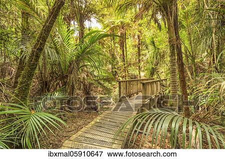 Stock Photo - Kauri Grove Lookout Walk, Oceania, Waitako, Coromandel Peninsula, North Island, New Zealand, Oceania. Fotosearch