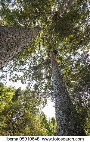 Stock Photo - Kauri trees (Agatihis), Oceania, Kauri Grove Lookout Walk, Waitako, Coromandel Peninsula, North Island, New Zealand, Oceania. Fotosearch