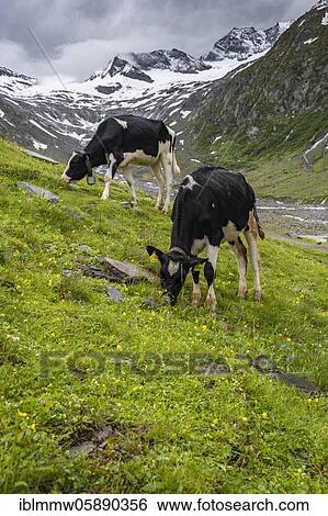 Kühe im Tal weiden vor Gletscher, Schlegeiskees, Schnee bedeckte Berggipfel, Hoher Weiszint, Berliner Höhenweg, Zillertal, Tirol, Österreich View Large Photo Image Stock Photograph - Kühe im Tal weiden vor Gletscher, Schlegeiskees, Schnee bedeckte Berggipfel, Hoher Weiszint, Berliner Höhenweg, Zillertal, Tirol, Österreich. Fotosearch