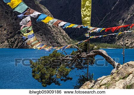 Lake Phoksundo with Buddhist prayer flags and wind shaped tree, Himalayas, She-Phoksundo National Park, Upper Dolpo, Dolpo, Nepal, Asia View Large Photo Image Stock Photograph - Lake Phoksundo with Buddhist prayer flags and wind shaped tree, Himalayas, She-Phoksundo National Park, Upper Dolpo, Dolpo, Nepal, Asia. Fotosearch