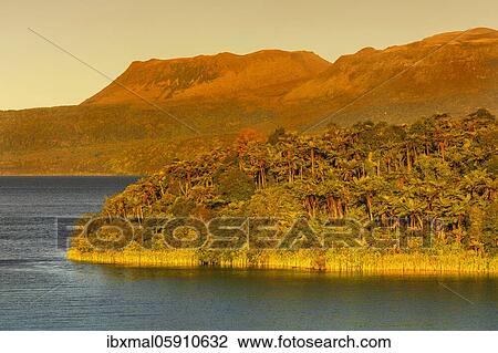 Lake Tarawera at sunset, Oceania, Rotorua, North Island, New Zealand, Oceania View Large Photo Image Stock Image - Lake Tarawera at sunset, Oceania, Rotorua, North Island, New Zealand, Oceania. Fotosearch