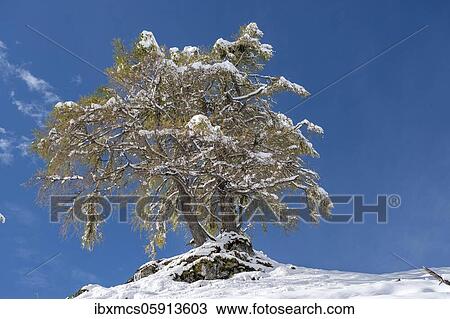 Larch (Larix) in the snow, Jenner, Berchtesgaden National Park, Berchtesgadener Land, Bavaria, Germany, Europe View Large Photo Image Stock Image - Larch (Larix) in the snow, Jenner, Berchtesgaden National Park, Berchtesgadener Land, Bavaria, Germany, Europe. Fotosearch