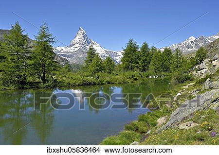 Larches ( Larix) at the Grindjisee, behind snow-covered Matterhorn, Valais Alps, Canton Valais, Switzerland, Europe View Large Photo Image Picture - Larches ( Larix) at the Grindjisee, behind snow-covered Matterhorn, Valais Alps, Canton Valais, Switzerland, Europe. Fotosearch