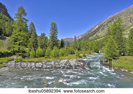 Picture - Larchesforest( Larix), on the river Roseg, Pontresina, Grisons, Engadin, Switzerland, Europe. Fotosearch
