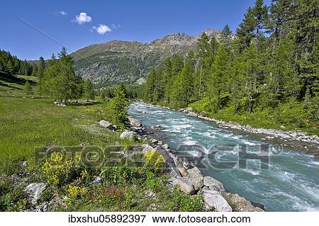 Larchesforest( Larix), on the river Roseg, Pontresina, Grisons, Engadin, Switzerland, Europe View Large Photo Image Stock Photo - Larchesforest( Larix), on the river Roseg, Pontresina, Grisons, Engadin, Switzerland, Europe. Fotosearch