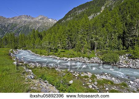 Stock Photograph - Larchesforest( Larix), on the river Roseg, Pontresina, Grisons, Engadin, Switzerland, Europe. Fotosearch