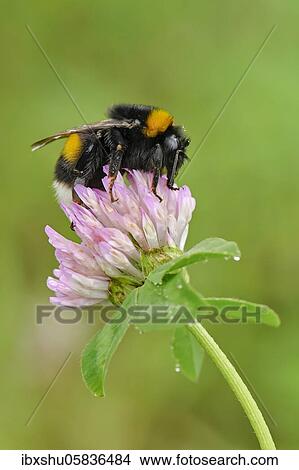 Picture - Large earth bumblebee (Bombus terrestris), at the height of Red clover (Trifolium pratense) Switzerland. Fotosearch