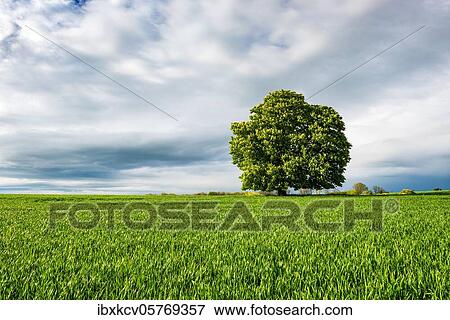 Stock Photo - Large flowering solitary horse chestnut ( Aesculus) on a green field, rain clouds are gathering, Burgenlandkreis, Germany ( Sachsen-Anhalt). Fotosearch