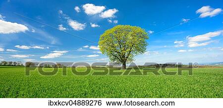 Large solitary chestnut tree on green field, blue sky with white clouds, Burgenlandkreis, Germany ( Sachsen-Anhalt) View Large Photo Image Stock Photograph - Large solitary chestnut tree on green field, blue sky with white clouds, Burgenlandkreis, Germany ( Sachsen-Anhalt). Fotosearch
