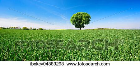 Stock Photo - Large solitary horse chestnut on a green field, blue sky, Burgenlandkreis, Saxony-Anhalt, Germany, Europe. Fotosearch