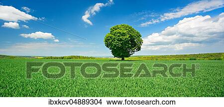 Large solitary horse chestnut on green field, blue sky with cumulus clouds, Burgenlandkreis, Germany ( Sachsen-Anhalt) View Large Photo Image Picture - Large solitary horse chestnut on green field, blue sky with cumulus clouds, Burgenlandkreis, Germany ( Sachsen-Anhalt). Fotosearch