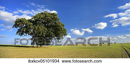Large solitary oak in autumn, field with winter sowing, Germany Mecklenburg-Vorpommern View Large Photo Image Picture - Large solitary oak in autumn, field with winter sowing, Germany Mecklenburg-Vorpommern. Fotosearch