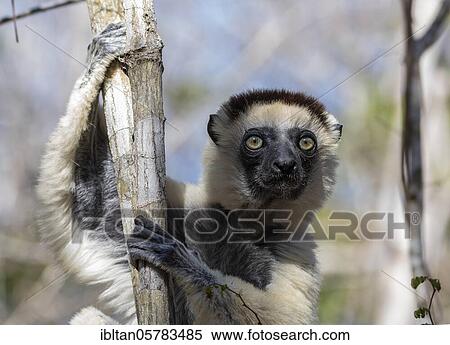 Larval sifaka (Propithekus verauxi) in Kirindy Forest, West Madagascar, Madagascar, Africa View Large Photo Image Stock Photography - Larval sifaka (Propithekus verauxi) in Kirindy Forest, West Madagascar, Madagascar, Africa. Fotosearch