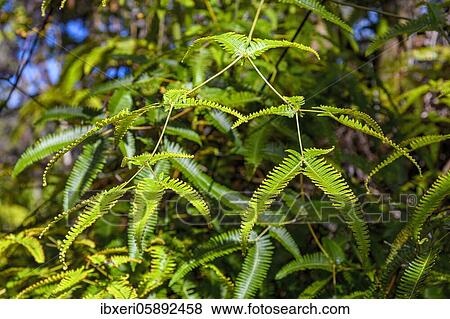 Leaf shoots of the tree fern, Hawaiʻi-Volcanoes National Park, Big Island, Hawaii View Large Photo Image Stock Photo - Leaf shoots of the tree fern, Hawaiʻi-Volcanoes National Park, Big Island, Hawaii. Fotosearch