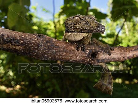 Leaf-tailed gecko (Uroplatus henkeli) in the dry forest of Ankarana, North-West Madagascar, Madagascar, Africa View Large Photo Image Stock Photograph - Leaf-tailed gecko (Uroplatus henkeli) in the dry forest of Ankarana, North-West Madagascar, Madagascar, Africa. Fotosearch