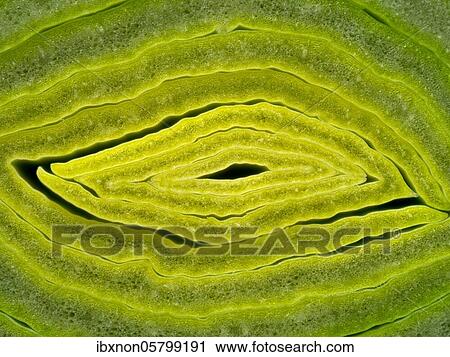 Leeks ( Allium ampeloprasum), Macrophoto, Germany, Europe View Large Photo Image Stock Image - Leeks ( Allium ampeloprasum), Macrophoto, Germany, Europe. Fotosearch