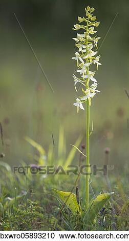 Lesser butterfly-orchid ( Platanthera bifolia) in bloom, orchid, dam, Lower Saxony, Germany, Europe View Large Photo Image Stock Image - Lesser butterfly-orchid ( Platanthera bifolia) in bloom, orchid, dam, Lower Saxony, Germany, Europe. Fotosearch