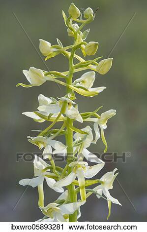 Lesser butterfly-orchid ( Platanthera bifolia) in bloom, orchid, dam, Lower Saxony, Germany, Europe View Large Photo Image Stock Image - Lesser butterfly-orchid ( Platanthera bifolia) in bloom, orchid, dam, Lower Saxony, Germany, Europe. Fotosearch