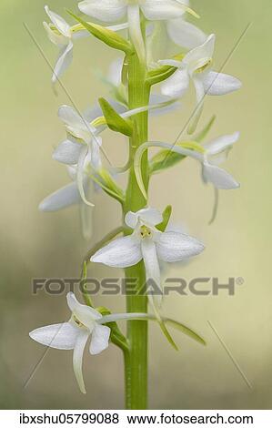 Stock Photo - Lesser butterfly-orchid ( Platanthera bifolia) Canton of Schwyz, Switzerland, Europe. Fotosearch