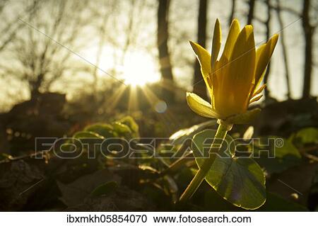 Stock Image - Lesser celandine (Ficaria verna) Hesse, Germany, Europe. Fotosearch
