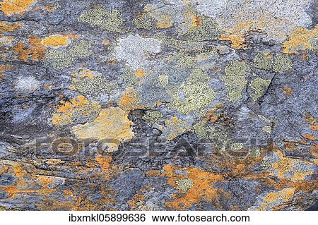 Lichens on slate rock, Ballachulish, Glen Coe, Scotland, Great Britain View Large Photo Image Stock Photograph - Lichens on slate rock, Ballachulish, Glen Coe, Scotland, Great Britain. Fotosearch