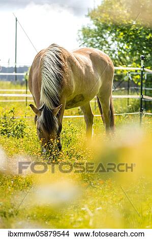 Light brown horse with black and white mane in a paddock, yellow flower meadow, Upper Bavaria, Bavaria, Germany, Europe View Large Photo Image Picture - Light brown horse with black and white mane in a paddock, yellow flower meadow, Upper Bavaria, Bavaria, Germany, Europe. Fotosearch