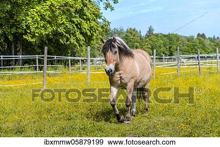 Light brown horse with black and white mane in a paddock, yellow flower meadow, Upper Bavaria, Bavaria, Germany, Europe View Large Photo Image Stock Photo - Light brown horse with black and white mane in a paddock, yellow flower meadow, Upper Bavaria, Bavaria, Germany, Europe. Fotosearch