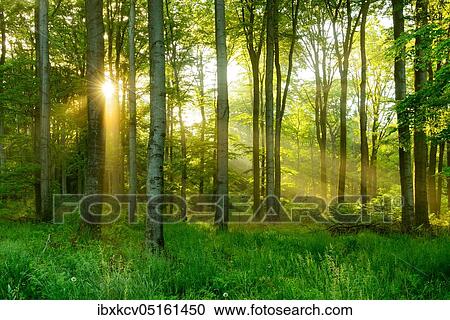 Stock Image - Light-flooded beech forest in the early morning, sun shines through fog, Ziegelrodaer Forst, Burgenlandkreis, Saxony-Anhalt, Germany, Europe. Fotosearch