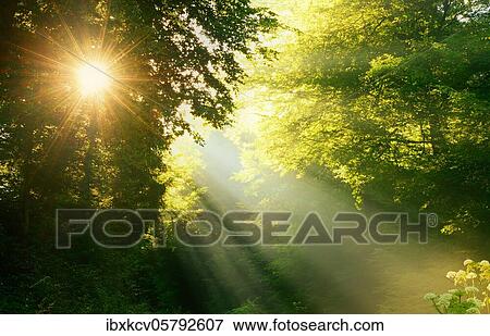 Stock Photo - Light-flooded beech forest in the early morning, sun shines through fog, Spessart, Bavaria, Germany, Europe. Fotosearch