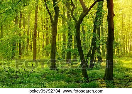 Light-flooded beech forest, sun shines through fog, near Freyburg, Burgenlandkreis, Saxony-Anhalt, Germany, Europe View Large Photo Image Picture - Light-flooded beech forest, sun shines through fog, near Freyburg, Burgenlandkreis, Saxony-Anhalt, Germany, Europe. Fotosearch
