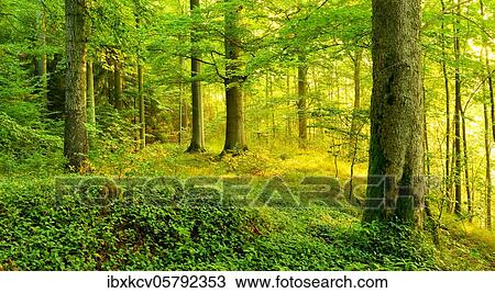 Light-flooded deciduous forest in the warm light of the morning sun, sun shines through fog, beech and maple, Thuringian Slate Mountains, near Bad Lobenstein, Thuringia, Germany, Europe View Large Photo Image Stock Image - Light-flooded deciduous forest in the warm light of the morning sun, sun shines through fog, beech and maple, Thuringian Slate Mountains, near Bad Lobenstein, Thuringia, Germany, Europe. Fotosearch