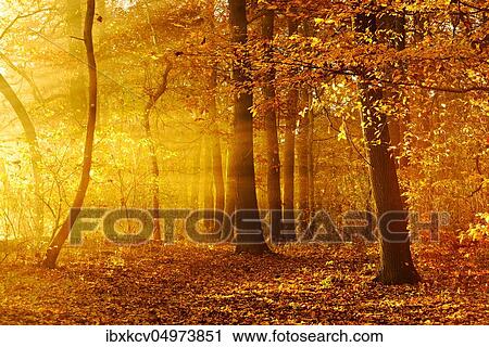 Stock Image - Light-flooded oak forest in autumn, sun shines through morning mist, Ziegelrodaer Forst, Saxony-Anhalt, Germany, Europe. Fotosearch