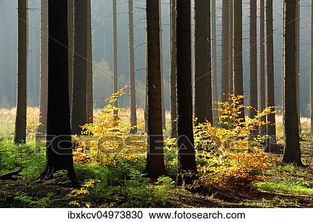 Stock Image - Light-flooded spruce forest in autumn, Harz, near Mansfeld, Saxony-Anhalt, Germany, Europe. Fotosearch