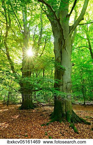 Light-flooded untouched beech forest in the early morning, huge old beeches covered with moss, sun shines through the leaves, Reinhardswald, Hesse, Germany, Europe View Large Photo Image Stock Photo - Light-flooded untouched beech forest in the early morning, huge old beeches covered with moss, sun shines through the leaves, Reinhardswald, Hesse, Germany, Europe. Fotosearch