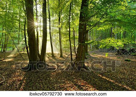 Light-flooded untouched beech forest with lots of dead wood in the early morning, sun shines through fog, Reinhardswald, Hesse, Germany, Europe View Large Photo Image Stock Image - Light-flooded untouched beech forest with lots of dead wood in the early morning, sun shines through fog, Reinhardswald, Hesse, Germany, Europe. Fotosearch