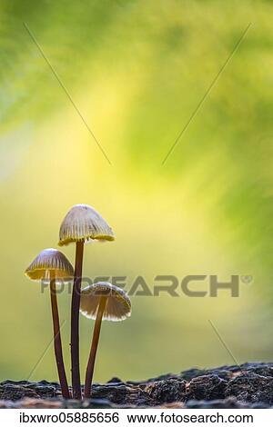 Lilac bonnet ( Mycena pura) mushroom group, Oldenburger Münsterland, Emstek, Lower Saxony, Germany, Europe View Large Photo Image Stock Photograph - Lilac bonnet ( Mycena pura) mushroom group, Oldenburger Münsterland, Emstek, Lower Saxony, Germany, Europe. Fotosearch