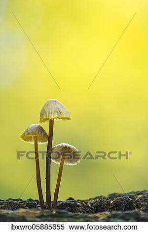 Lilac bonnet ( Mycena pura) mushroom group, Oldenburger Münsterland, Emstek, Lower Saxony, Germany, Europe View Large Photo Image Stock Photography - Lilac bonnet ( Mycena pura) mushroom group, Oldenburger Münsterland, Emstek, Lower Saxony, Germany, Europe. Fotosearch