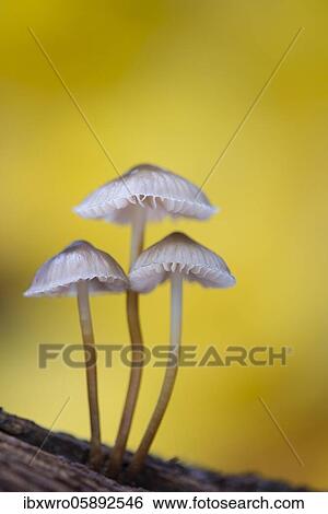Stock Photograph - Lilac bonnet ( Mycena pura) Pilz, Oldenburger Münsterland, Vechta, Lower Saxony, Germany, Europe. Fotosearch