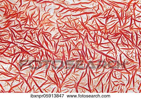 Stock Photo - Limestone skeleton of the Klunzinger soft coral (Dendronephthya klunzingeri), Pacific, Great Barrier Reef, UNESCO World Heritage, Australia, Oceania. Fotosearch