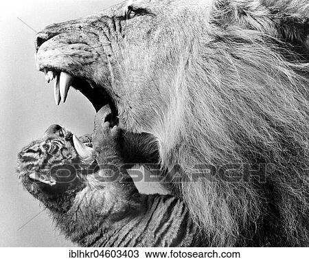Lion and Young, England, Great Britain View Large Photo Image Stock Image - Lion and Young, England, Great Britain. Fotosearch