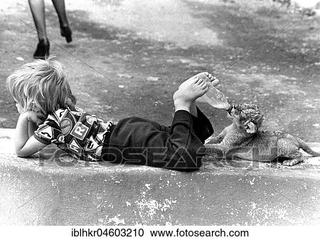 Little boy feeding baby lion with a bottle out of his feet, England, Great Britain View Large Photo Image Stock Image - Little boy feeding baby lion with a bottle out of his feet, England, Great Britain. Fotosearch