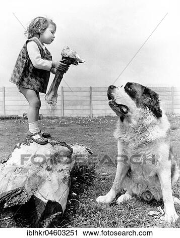 Little girl shows a huge bone to a St. Bernard dog, England, Great Britain View Large Photo Image Stock Image - Little girl shows a huge bone to a St. Bernard dog, England, Great Britain. Fotosearch