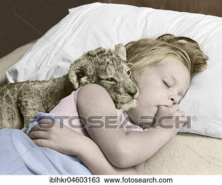 Little girl sleeps with baby lion in a bed, England, Great Britain View Large Photo Image Stock Image - Little girl sleeps with baby lion in a bed, England, Great Britain. Fotosearch