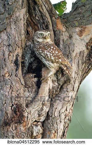 Stock Photography - Little owl (Athene noctua), old bird with young animal, at nesting cave, Hesse, Germany, Europe. Fotosearch