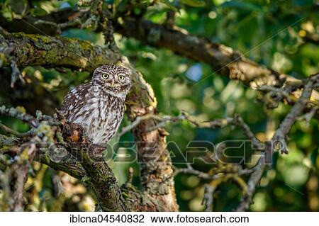Stock Image - Little owl (Athene noctua), sitting attentively in apple tree, Hesse, Germany, Europe. Fotosearch
